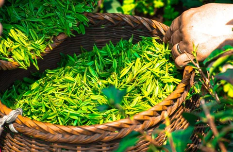 Hand-picked Japanese green tea leaves in a bamboo basket