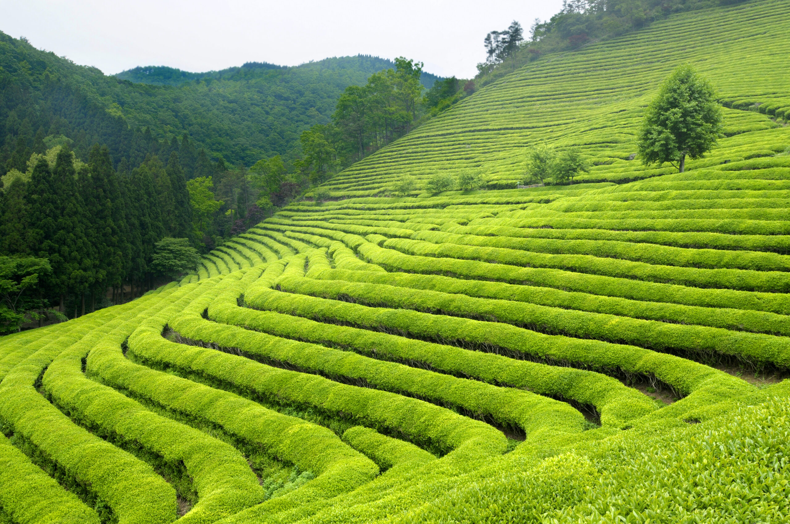 Japanese Green Tea Fields | Senchatokyo | Authentic Japanese Sencha Tea  Premium Matcha Shop