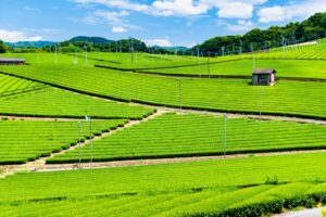 General 003 | Senchatokyo | Authentic Japanese Sencha Tea  Premium Matcha Shop