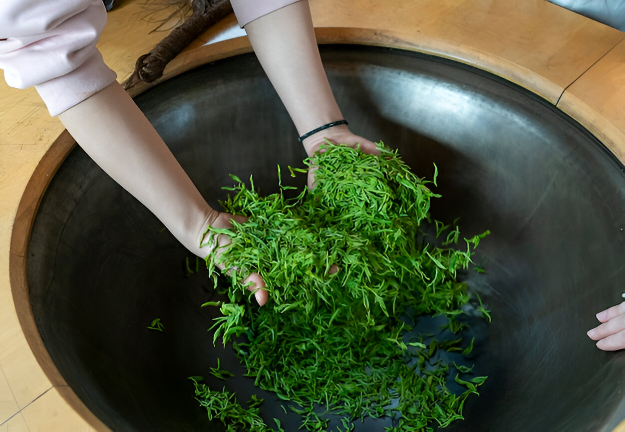 Hands processing fresh green tea leaves in a large pan
