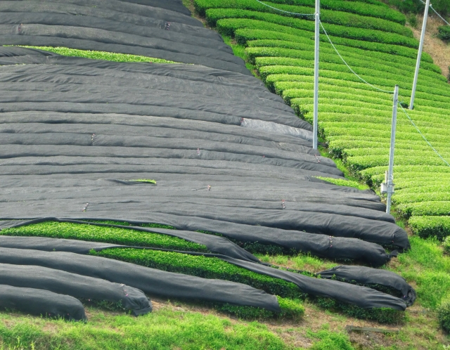 Home | Senchatokyo | Authentic Japanese Sencha Tea  Premium Matcha Shop